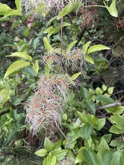 Clematis vitalba