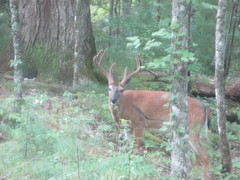 Odocoileus virginianus virginianus