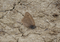Hyponephele lupinus