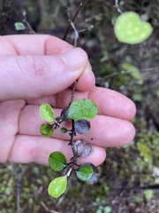 Helichrysum lanceolatum