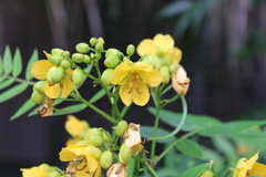 Senna ligustrina