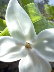 Kadua fluviatilis