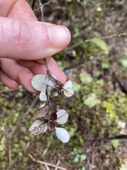 Helichrysum lanceolatum