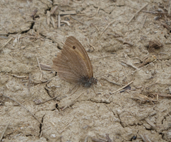 Hyponephele lupinus