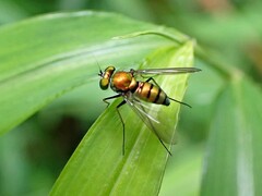 Condylostylus comatus