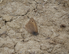 Hyponephele lupinus