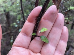Helichrysum lanceolatum