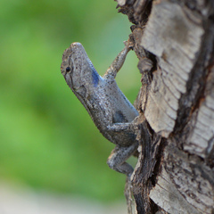 Sceloporus occidentalis
