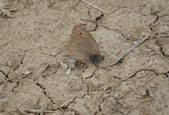 Hyponephele lupinus