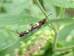 Carmenta pyralidiformis