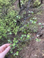 Helichrysum lanceolatum