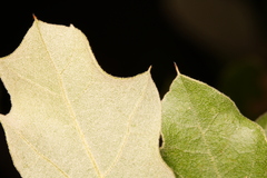 Quercus incana