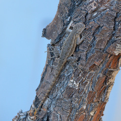 Sceloporus occidentalis