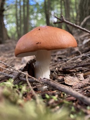 Russula decolorans