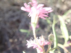 Palafoxia sphacelata