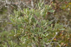 Quercus incana
