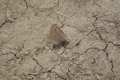 Hyponephele lupinus