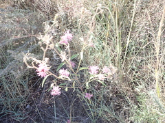 Palafoxia sphacelata