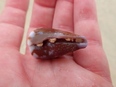 Conus rattus