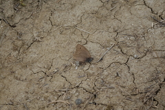 Hyponephele lupinus