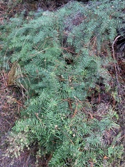 Gleichenia dicarpa