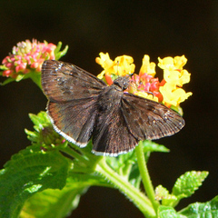 Erynnis