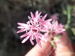 Palafoxia sphacelata