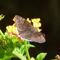 Erynnis