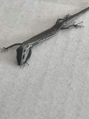 Cryptoblepharus buchananii