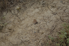 Hyponephele lupinus