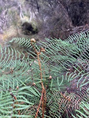 Gleichenia dicarpa