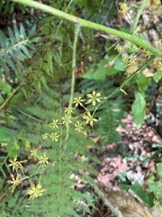 Veratrum parviflorum
