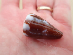 Conus rattus