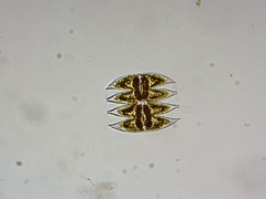 Micrasterias laticeps