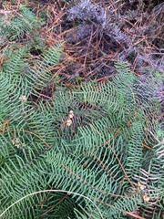 Gleichenia dicarpa