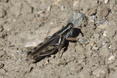 Melanoplus packardii