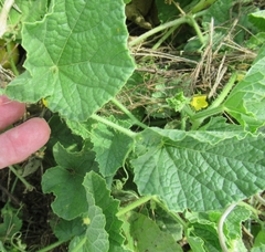 Cucumis melo