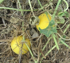 Cucumis melo