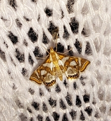 Chrysendeton medicinalis