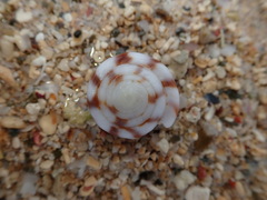 Conus rattus