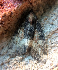Neoligia subjuncta