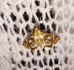 Chrysendeton medicinalis