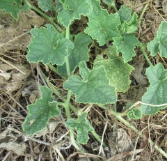 Cucumis melo