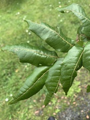 Alectryon excelsus excelsus