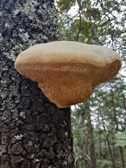 Pseudospongipellis unicolor