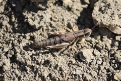 Phoetaliotes nebrascensis