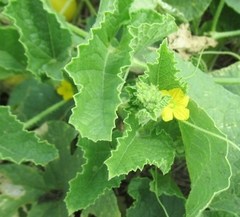 Cucumis melo