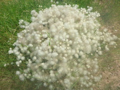 Clematis drummondii