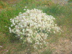 Clematis drummondii