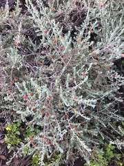 Enchylaena tomentosa